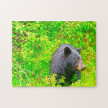 Ursos Pardo Canadenses.