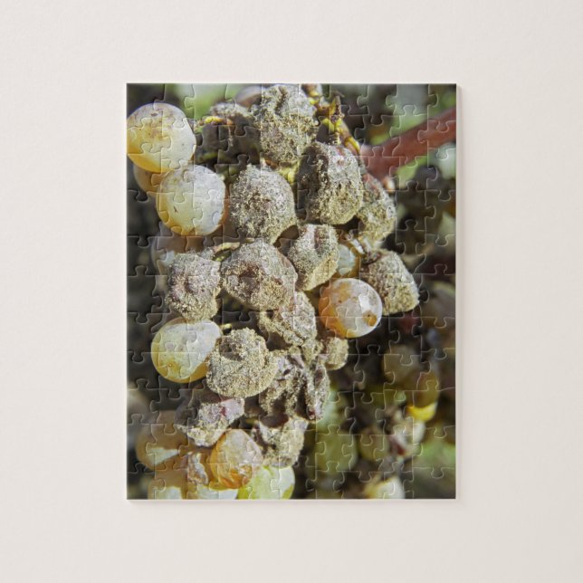 Quebra-cabeça Uvas Semillon com podridão nobre. na época da colh (Vertical)