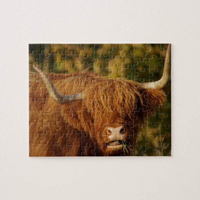 Quebra-cabeça Vaca de Highland escocesa (Horizontal)