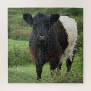 Quebra-cabeça Vaca Galloway Belga