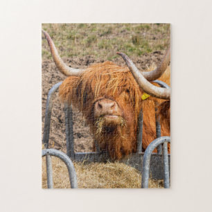 Quebra-cabeça Vaca Highland escocesa