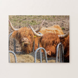 Quebra-cabeça Vaca Highland escocesa