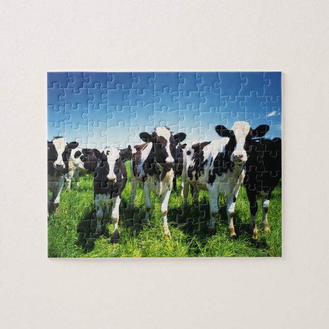 Quebra-cabeça Vacas no campo, cidade de Betsukai, Hokkaido (Horizontal)