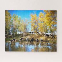 Vacas no outono no Pond