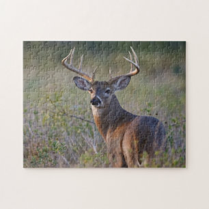Quebra-cabeça veado-de-cauda-branca Odocoileus virginianus