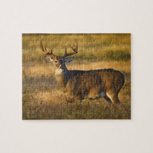 Quebra-cabeça Veado-de-cauda-branca (Odocoileus virginianus) adu
