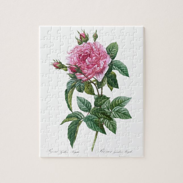Quebra-cabeça Velha Ilustração da Flor Rosa Rosa Rosa Glica (Vertical)