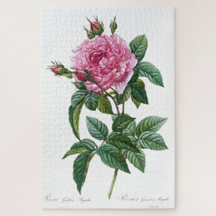 Quebra-cabeça Velha Ilustração da Flor Rosa Rosa Rosa Glica