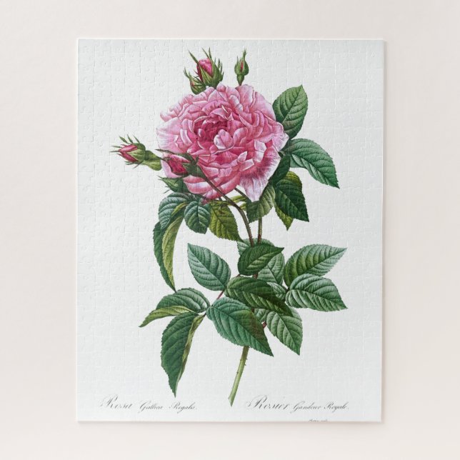 Quebra-cabeça Velha Ilustração da Flor Rosa Rosa Rosa Glica (Vertical)