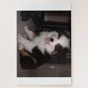 Quebra-cabeça vermelha tri Puppy mini aussie