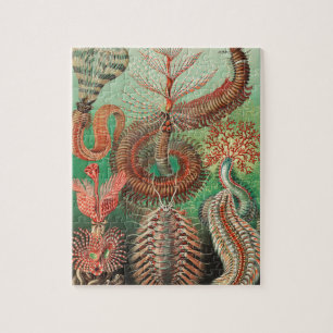 Quebra-cabeça Vermes, Annelids Chaetopoda por Ernst Haeckel