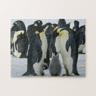 Quebra-cabeça Vida Selvagem Árctica da Família Penguin Adorável