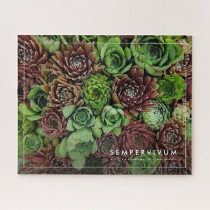 Quebra-cabeça Visão de Ave das Plantas de Sempervivum
