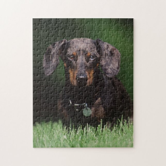 Quebra-cabeça Vista de Dachshund de cor malhada (Vertical)