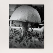 Vista de Olho de Inseto