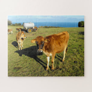 Quebra-cabeça Vitelos de Jersey em Jersey