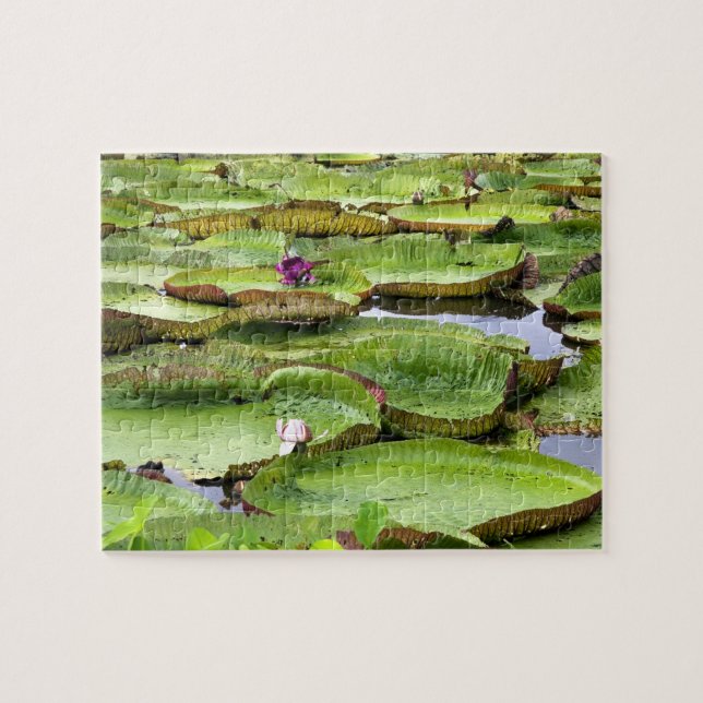 Quebra-cabeça Vitoria Regis, vitórias-régias na Amazônia (Horizontal)
