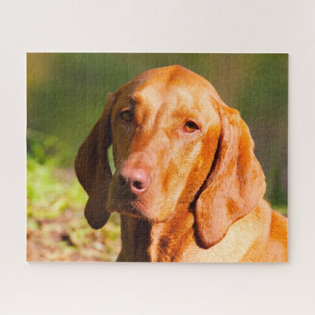 Quebra-cabeça Vizla Dog Jigsaws húngaro. (Horizontal)