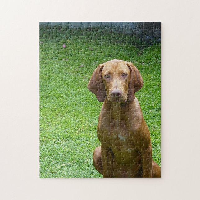 Quebra-cabeça vizsla sentada.png (Vertical)