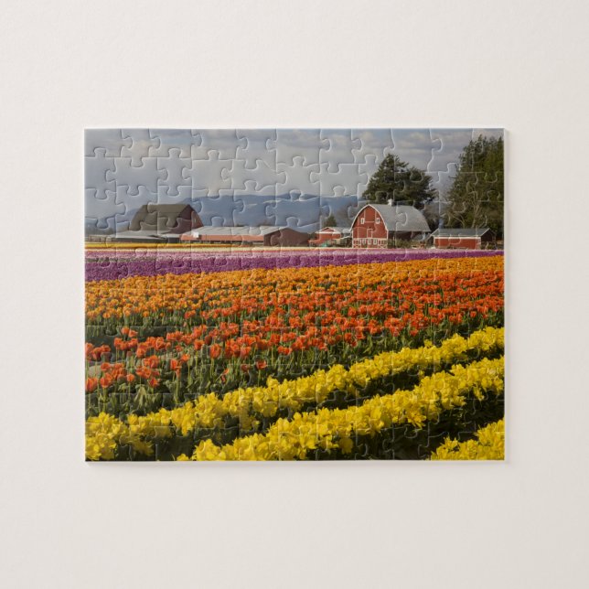 Quebra-cabeça WA, Vale de Skagit, Campos de tulipas em flor, em (Horizontal)