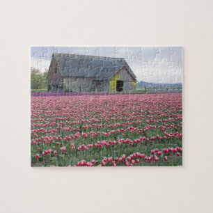Quebra-cabeça WA, Vale do Skagit, Campo de Tulipas e Celeiro