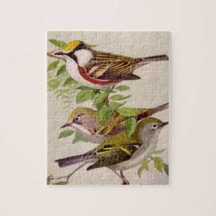 Quebra-cabeça Warbler do lado de castanha de Louis Agassiz Fuert