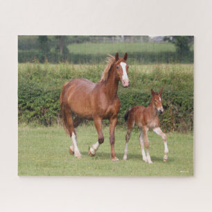 Quebra-cabeça Warmblood Mare e Foal andando juntos