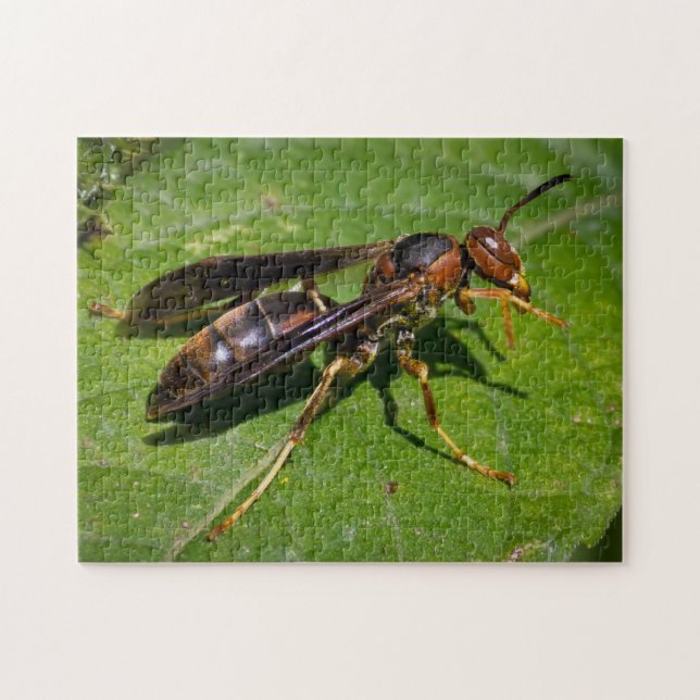 Quebra-cabeça Wasp (Horizontal)