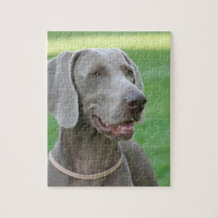 Quebra-cabeça Weimaraner