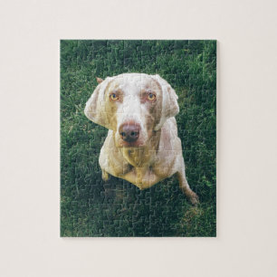 Quebra-cabeça Weimaraner intenso