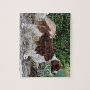 Quebra-cabeça Welsh_Springer_Spaniel_full.png