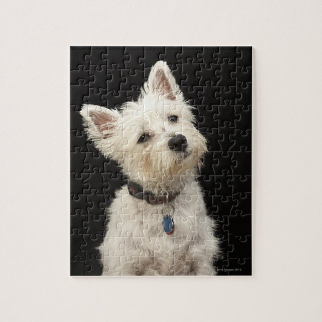 Quebra-cabeça Westie (West Highland terrier) com coleira (Vertical)