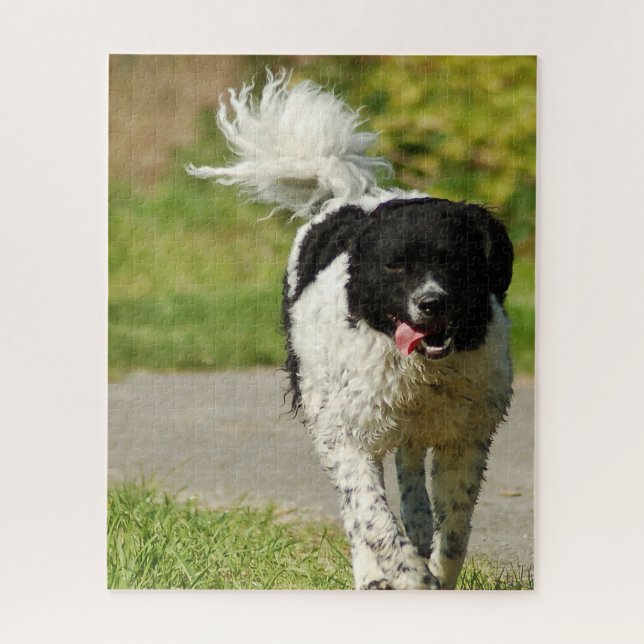 Quebra-cabeça Wetterhoun Cachorro Jigsaw. (Vertical)