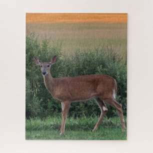 Quebra-cabeça Whitetail Deer Doe Hayfield à noite Sunset 