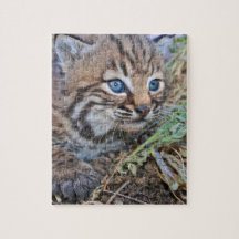 Wild Bobcat Kitten