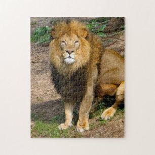 Quebra-cabeça Wildlife African Lion Sitting Photo