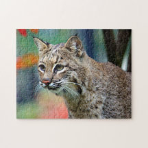 Wildlife Bobcat Photo