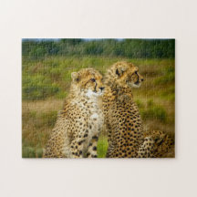 Wildlife Cheetah Photo