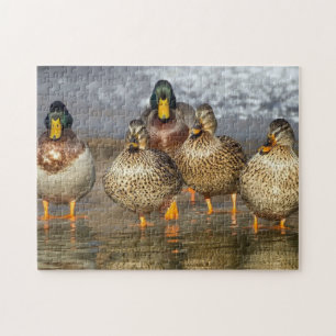 Quebra-cabeça Wildlife Mallard Ducks Foto