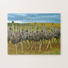 Quebra-cabeça Wildlife Ostrich Flock Photo