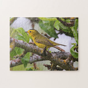 Quebra-cabeça Wilson's Warbler na árvore da pera