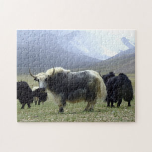Quebra-cabeça Yaks, Nômades de Himalaia - Tibet /Ladakh