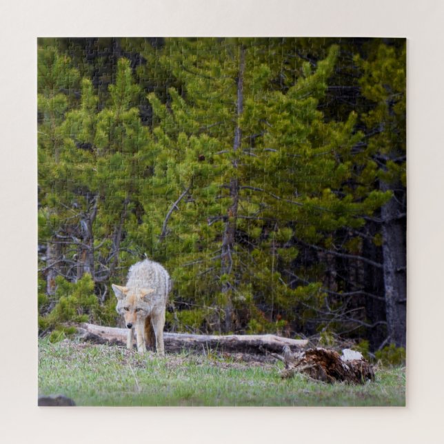 Quebra-cabeça Yellowstone - Curioso Coyote - 20x20 - 676 pcs. (Vertical)
