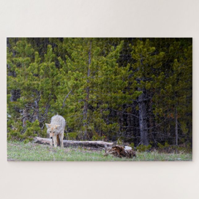 Quebra-cabeça Yellowstone - Curioso Coyote - 20x30 - 1014 pcs. (Horizontal)