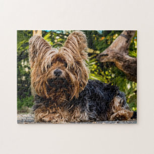 Quebra-cabeça Yorkie Yorkshire Terrier Dog