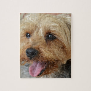 Quebra-cabeça Yorkie Zac