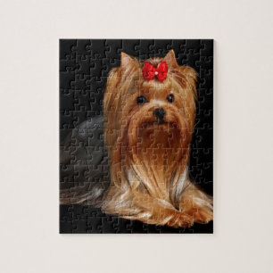 Quebra-cabeça Yorkshire terrier