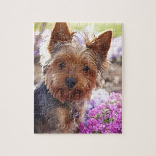 Quebra-cabeça Yorkshire Terrier