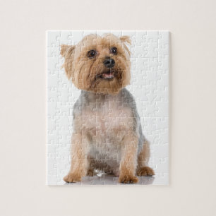 Quebra-cabeça Yorkshire Terrier
