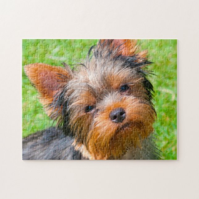 Quebra-cabeça Yorkshire Terrier olhando para cima (Horizontal)